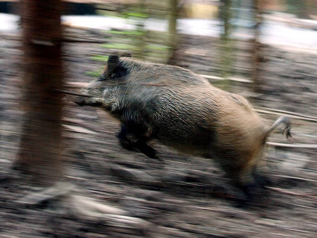 wildsau