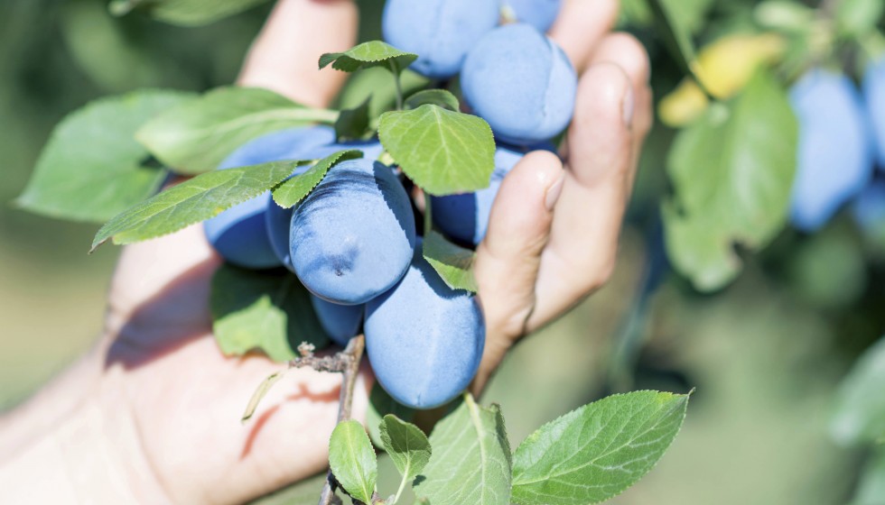 zwetschgen-in-hand-istock