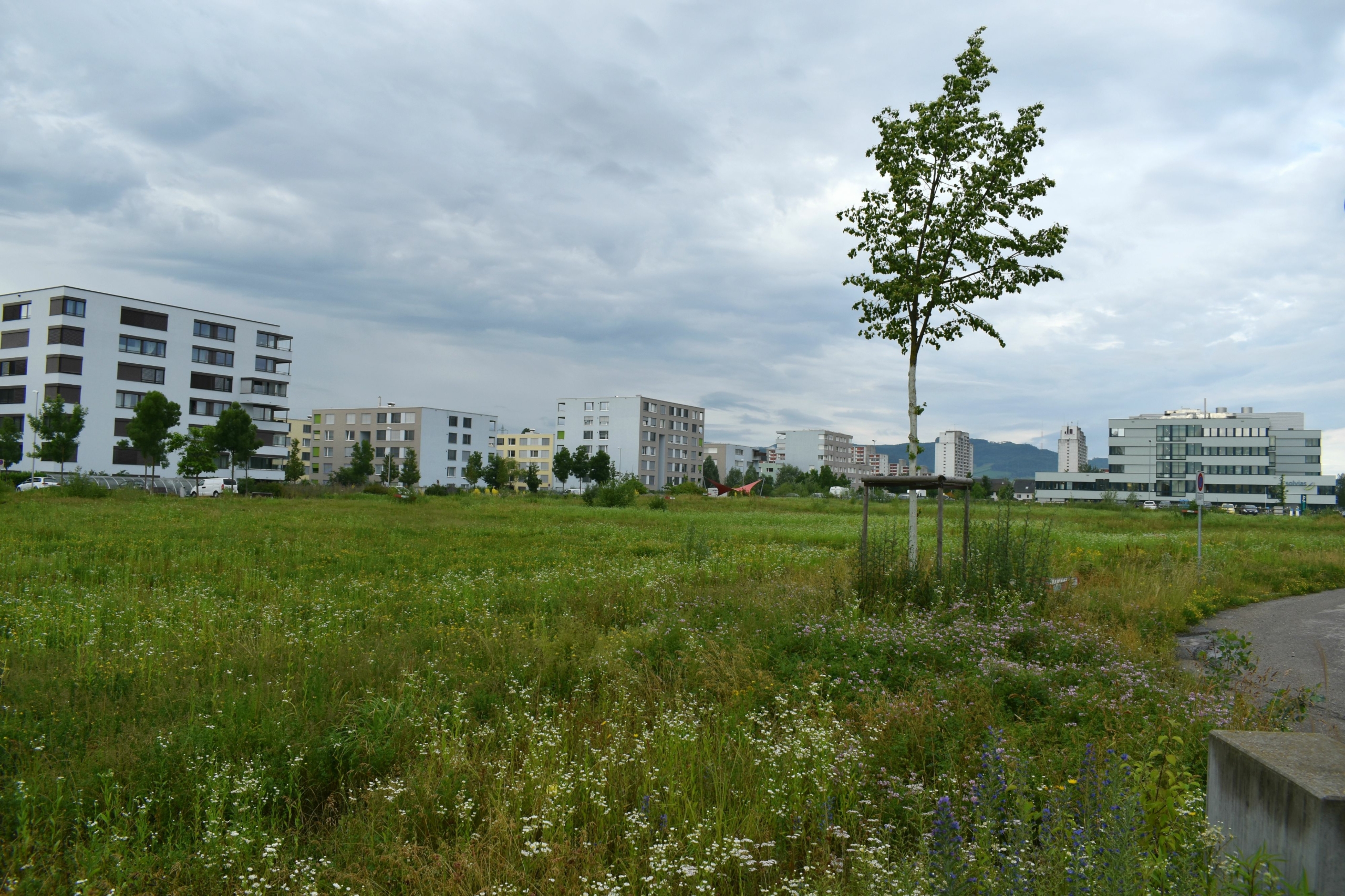 s3hub-zofingertagblatt-staginguploads20211155ea7760-0e5e-adaa-00d6-83746210c33f-345147-345146.jpeg